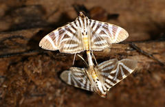 Spilomela perspicata