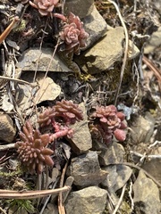 Sedum glaucophyllum