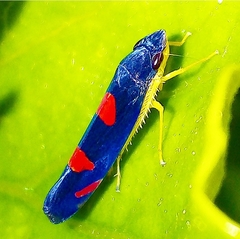 Pachitea subflava