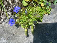 Gentiana dshimilensis
