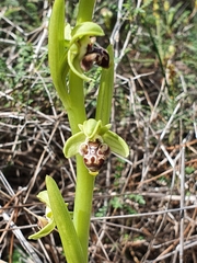 Ophrys umbilicata