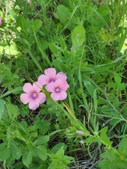 Linum pubescens