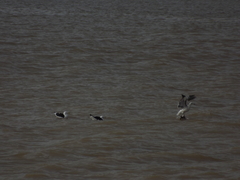 Larus dominicanus