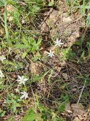 Ornithogalum montanum