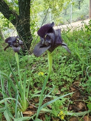 Iris atrofusca