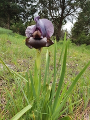 Iris atrofusca