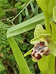 Ophrys umbilicata