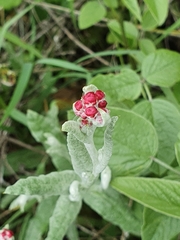 Helichrysum sanguineum