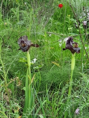 Iris atrofusca