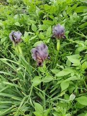 Iris atrofusca
