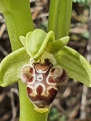 Ophrys umbilicata