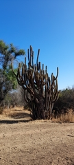 Trichocereus chiloensis litoralis