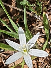 Ornithogalum montanum