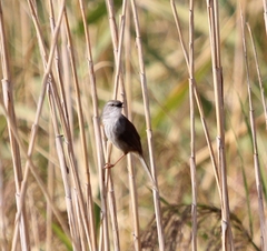 Phragmacia substriata