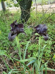 Iris atrofusca