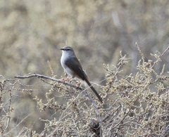 Phragmacia substriata