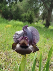 Iris atrofusca