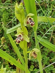 Ophrys umbilicata