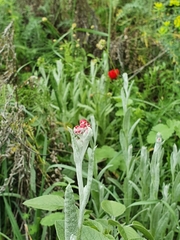 Helichrysum sanguineum