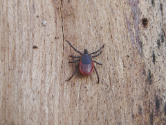 Ixodes persulcatus