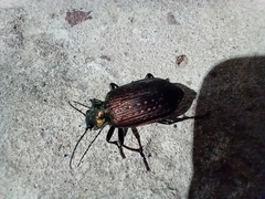 Calosoma alternans