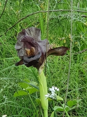 Iris atrofusca