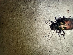Calosoma alternans