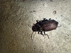 Calosoma alternans
