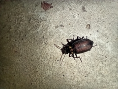 Calosoma alternans
