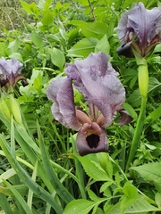 Iris atrofusca