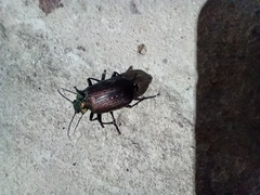 Calosoma alternans