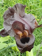 Iris atrofusca