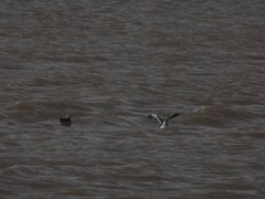 Larus dominicanus