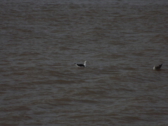 Larus dominicanus