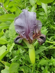 Iris atrofusca