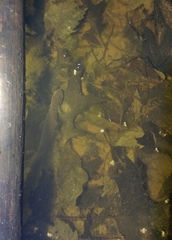 Ambystoma jeffersonianum