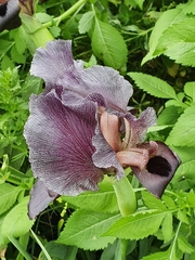 Iris atrofusca