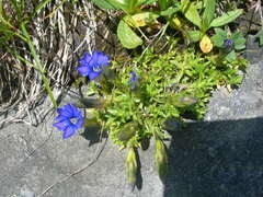 Gentiana dshimilensis