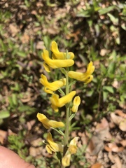 Corydalis halei