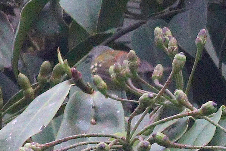 Rufous-rumped Antwren (Euchrepomis callinota)