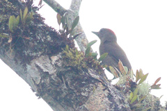 Dryobates passerinus