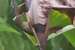 Anabacerthia striaticollis