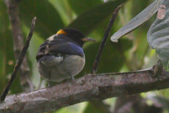 Iridophanes pulcherrimus