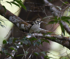 Dendronanthus indicus