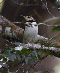 Dendronanthus indicus