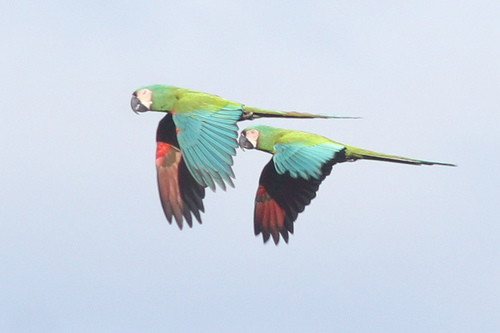Chestnut-fronted Macaw