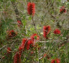 Melaleuca linearis linearis