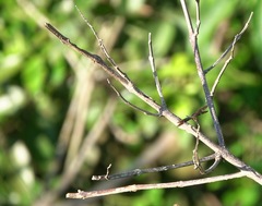 Rhyothemis obsolescens