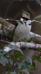 Dendronanthus indicus