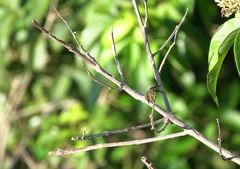 Rhyothemis obsolescens